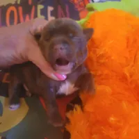 Christmas Take Me Home, a male Yorkshire Terrier for sale in North Port, FL – Photo 6 of 8