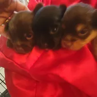 Christmas Take Me Home, a male Yorkshire Terrier for sale in North Port, FL – Photo 8 of 8