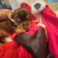 Christmas Take Me Home, a male Yorkshire Terrier for sale in North Port, FL – Photo 4 of 8