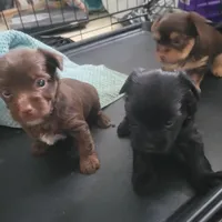 Christmas Take Me Home, a male Yorkshire Terrier for sale in North Port, FL – Photo 3 of 8