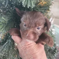 Christmas Take Me Home, a male Yorkshire Terrier for sale in North Port, FL – Photo 1 of 8