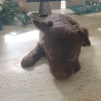 Christmas Take Me Home, a male Yorkshire Terrier for sale in North Port, FL – Photo 2 of 8