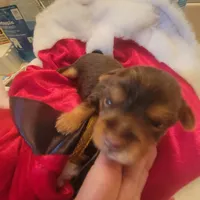 Christmas Take Me Home, a male Yorkshire Terrier for sale in North Port, FL – Photo 5 of 8