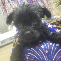 Raven's  Female Yorkie 4, a female Yorkshire Terrier for sale in North Port, FL – Photo 2 of 4