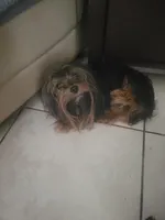 Raven's  Female Yorkie 4, a female Yorkshire Terrier for sale in North Port, FL – Photo 4 of 4