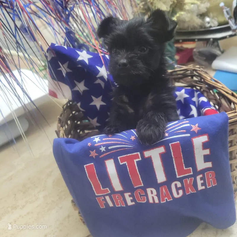 Raven's  Female Yorkie 4