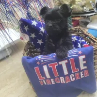 Raven's  Female Yorkie 4, a female Yorkshire Terrier for sale in North Port, FL – Photo 1 of 4