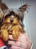 Raven's  Female Yorkie 4, a female Yorkshire Terrier for sale in North Port, FL – Photo 3 of 4