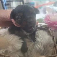 Daphne Male #1, a male Yorkshire Terrier for sale in North Port, FL – Photo 3 of 6