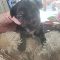 Daphne Male #1, a male Yorkshire Terrier for sale in North Port, FL – Photo 2 of 6