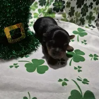 Liz Male Yorkie 3, a male Yorkshire Terrier for sale in North Port, FL – Photo 2 of 3