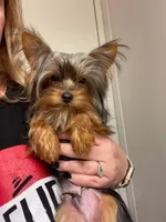 Liz Male Yorkie 3, a male Yorkshire Terrier for sale in North Port, FL – Photo 2 of 3
