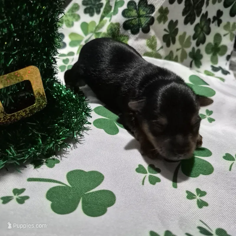 Liz Male Yorkie 3 – Yorkshire Terrier puppy for sale in North Port, FL