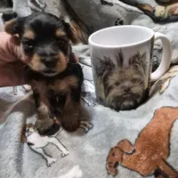 Liz Male Yorkie 3, a male Yorkshire Terrier for sale in North Port, FL – Photo 1 of 3