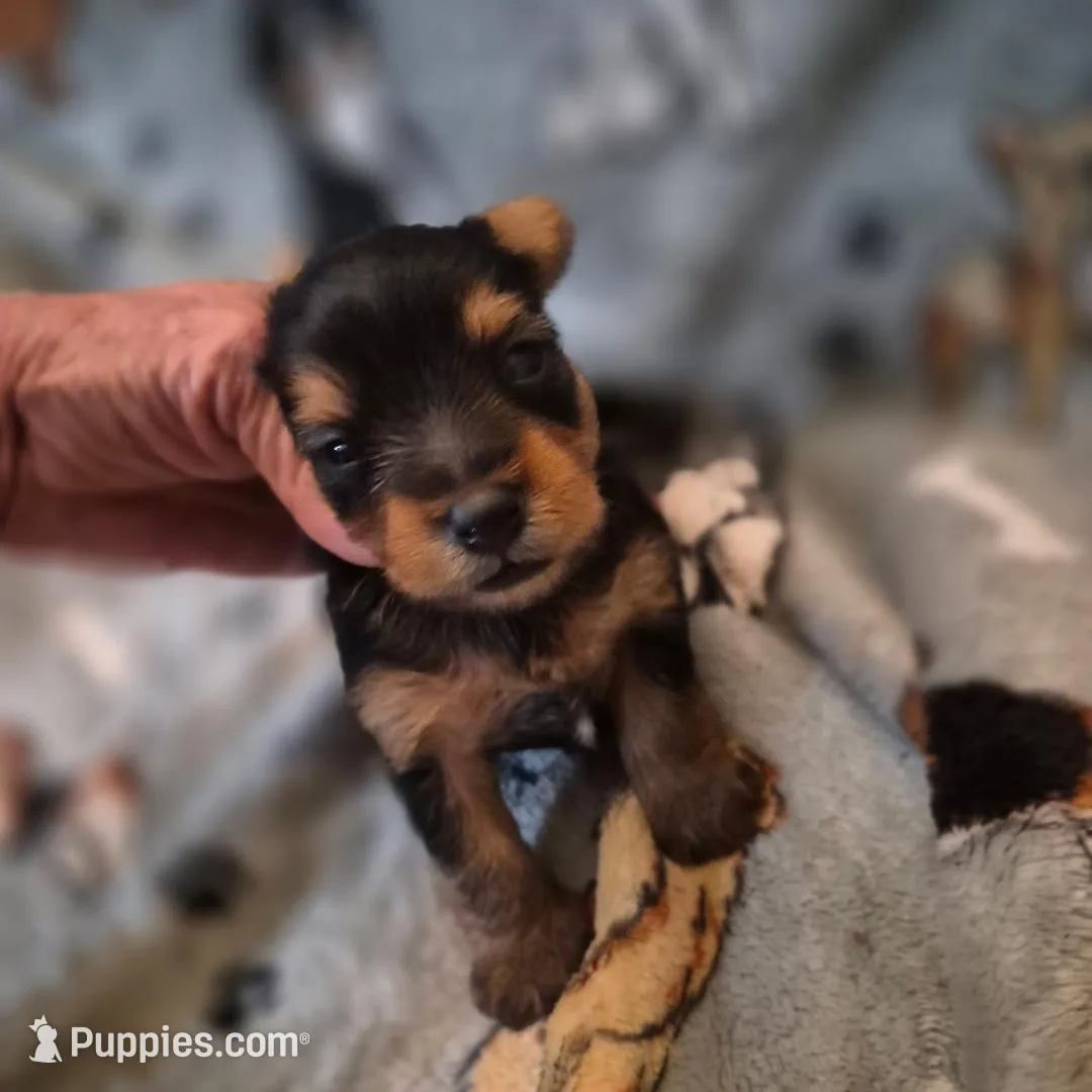Liz Male Yorkie 1 – Yorkshire Terrier puppy for sale in North Port, FL