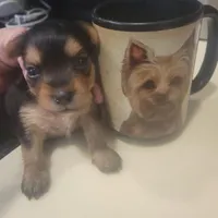 Mimi Female Yorkie, a female Yorkshire Terrier for sale in North Port, FL – Photo 2 of 5