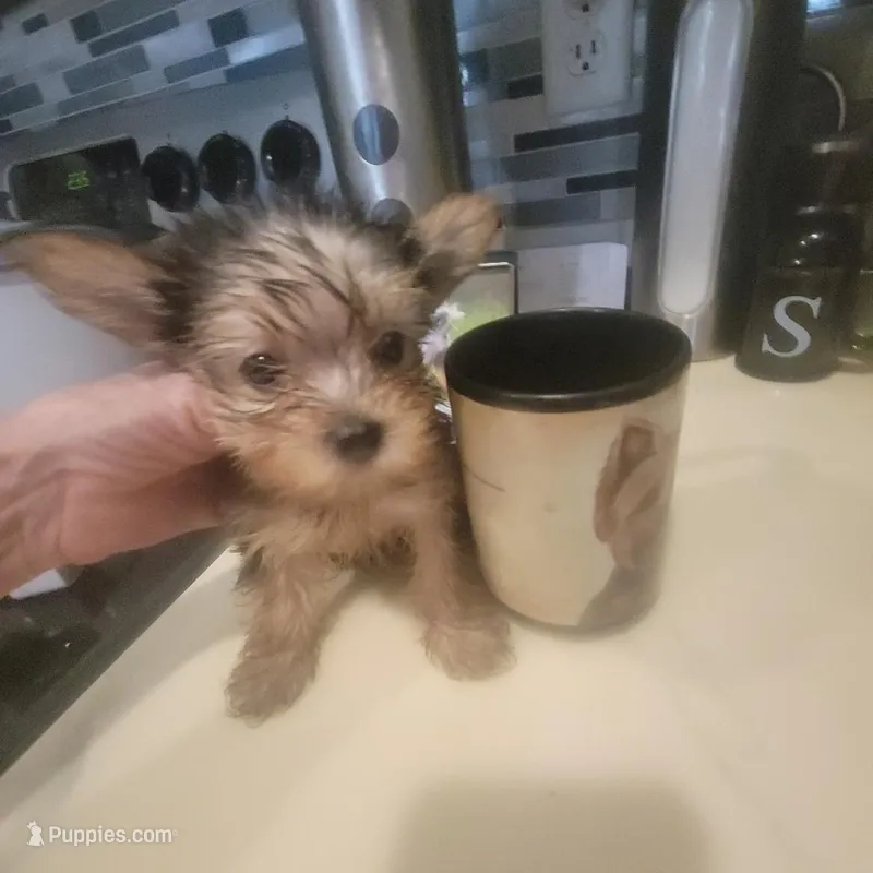 Mimi Female Yorkie