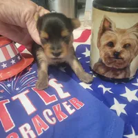 Mimi Female Yorkie, a female Yorkshire Terrier for sale in North Port, FL – Photo 3 of 5