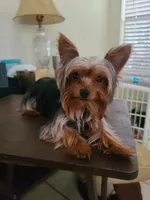 Chocolate, a male Yorkshire Terrier for sale in North Port, FL – Photo 8 of 10