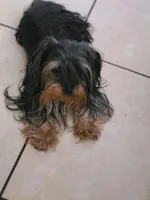 Chocolate, a male Yorkshire Terrier for sale in North Port, FL – Photo 7 of 10