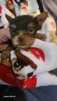 Chocolate, a male Yorkshire Terrier for sale in North Port, FL – Photo 3 of 10