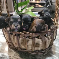 Luna 1, a male Yorkshire Terrier for sale in North Port, FL – Photo 4 of 7