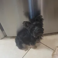 Luna 1, a male Yorkshire Terrier for sale in North Port, FL – Photo 6 of 7