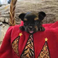 Luna 1, a male Yorkshire Terrier for sale in North Port, FL – Photo 2 of 7
