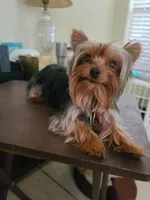 Luna 1, a male Yorkshire Terrier for sale in North Port, FL – Photo 7 of 7