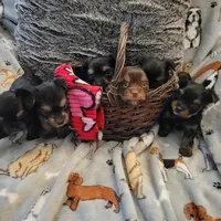 Luna 1, a male Yorkshire Terrier for sale in North Port, FL – Photo 5 of 7