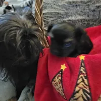 Luna 1, a male Yorkshire Terrier for sale in North Port, FL – Photo 3 of 7