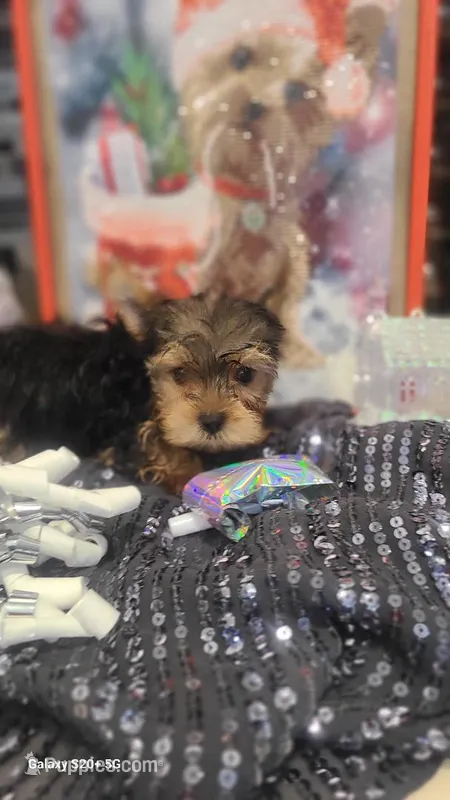 Santa, a male Yorkshire Terrier for sale in North Port, FL – Photo 1 of 10