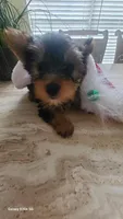 Santa, a male Yorkshire Terrier for sale in North Port, FL – Photo 4 of 10