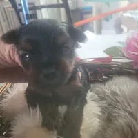 Daphne Male Yorkie #2, a male Yorkshire Terrier for sale in North Port, FL – Photo 2 of 6