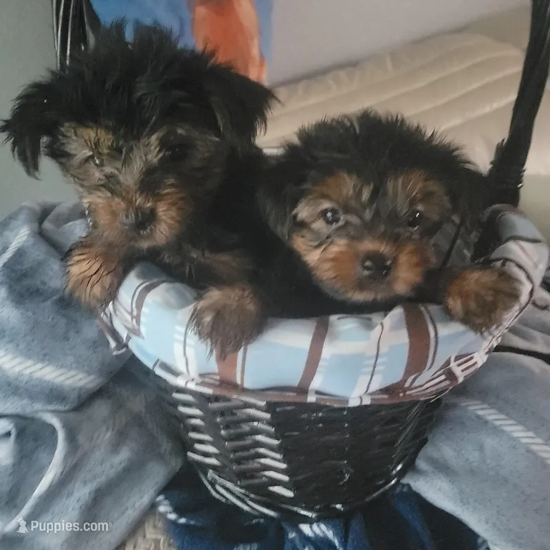 Daphne Male Yorkie #2