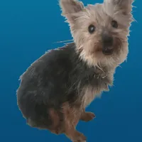 Daphne Male Yorkie #2, a male Yorkshire Terrier for sale in North Port, FL – Photo 5 of 6