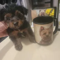 Daphne Male Yorkie #2, a male Yorkshire Terrier for sale in North Port, FL – Photo 6 of 6