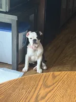 Lilly, a female Olde English Bulldogge for sale in Salem, IN – 1 of 6