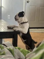 Lilly, a female Olde English Bulldogge for sale in Salem, IN – 4 of 6