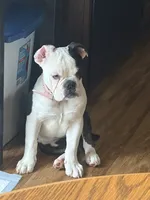 Lilly, a female Olde English Bulldogge for sale in Salem, IN – 2 of 6