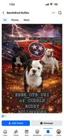Lilly, a female Olde English Bulldogge for sale in Salem, IN – 6 of 6