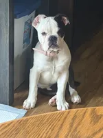 Lilly, a female Olde English Bulldogge for sale in Salem, IN – 3 of 6