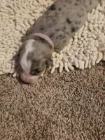 Pink collar Red Merle Female, a female Australian Shepherd for sale in Davenport, NE – Photo 2 of 3