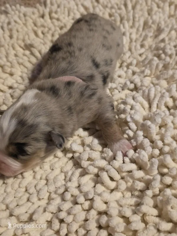 Pink collar Red Merle Female – Australian Shepherd puppy for sale in Davenport, NE