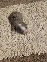 Pink collar Red Merle Female, a female Australian Shepherd for sale in Davenport, NE – Photo 3 of 3