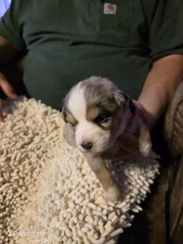 Pink collar Red Merle Female – Australian Shepherd puppy for sale in Davenport, NE