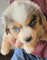 Pink collar Red Merle Female, a female Australian Shepherd for sale in Davenport, NE – 1 of 6