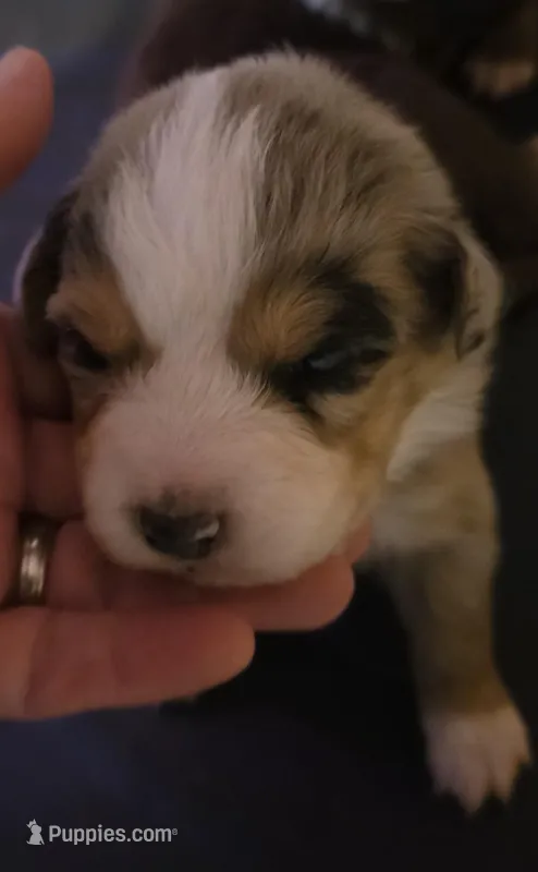 Pink collar Red Merle Female – Australian Shepherd puppy for sale in Davenport, NE