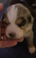 Pink collar Red Merle Female, a female Australian Shepherd for sale in Davenport, NE – 3 of 6