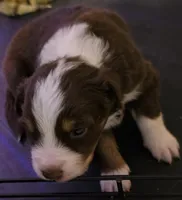 Green Collar Red Tri Male Aussie, a male Australian Shepherd for sale in Davenport, NE – 2 of 5